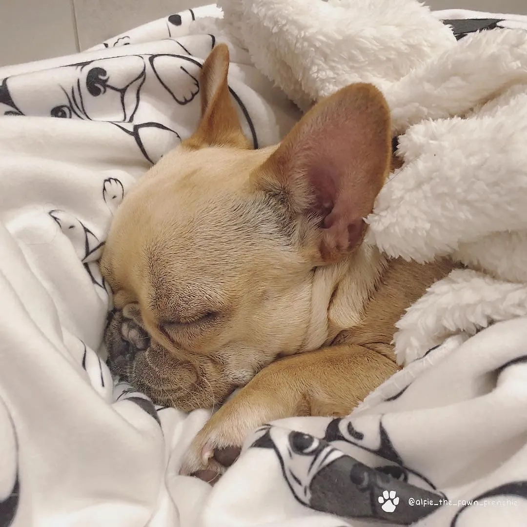 Frenchie Blanket | Frenchiestore | French Bulldogs on Black & White