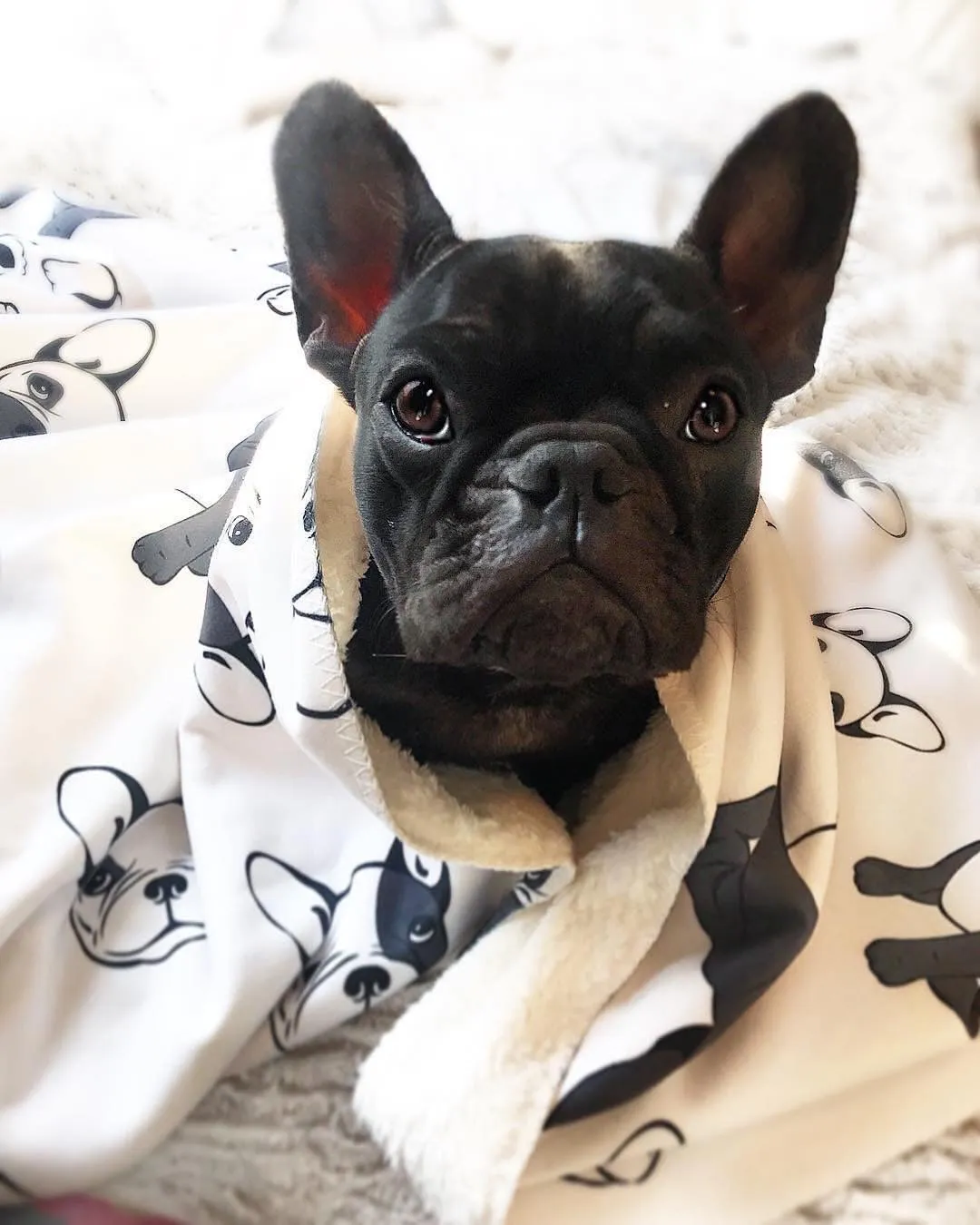 Frenchie Blanket | Frenchiestore | French Bulldogs on Black & White